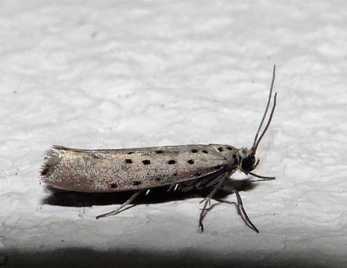 Réf. 231 116 : Yponomeuta sedella